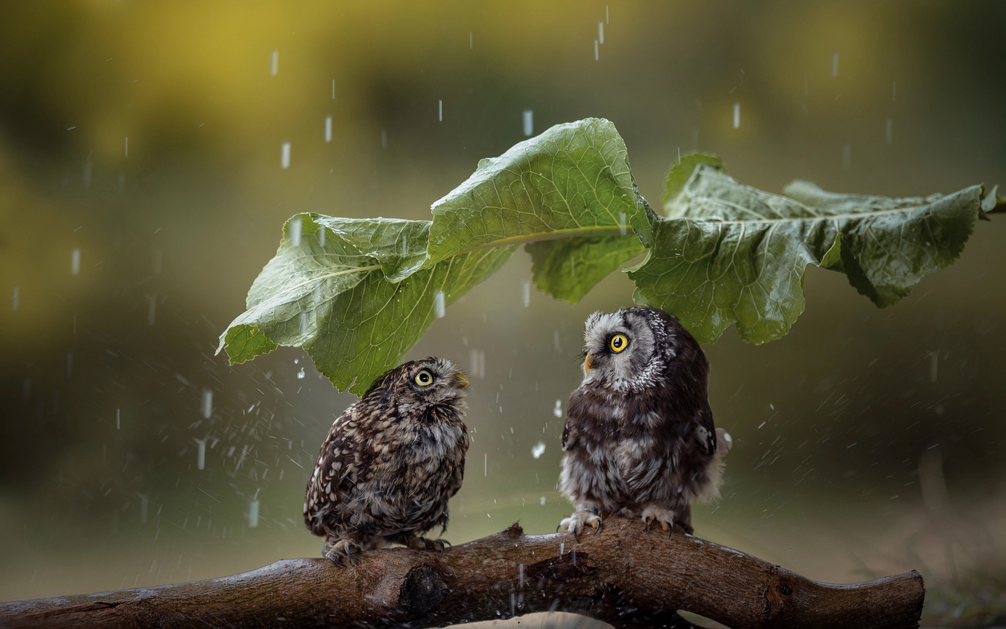 tanja brandt,  , , , , , , 