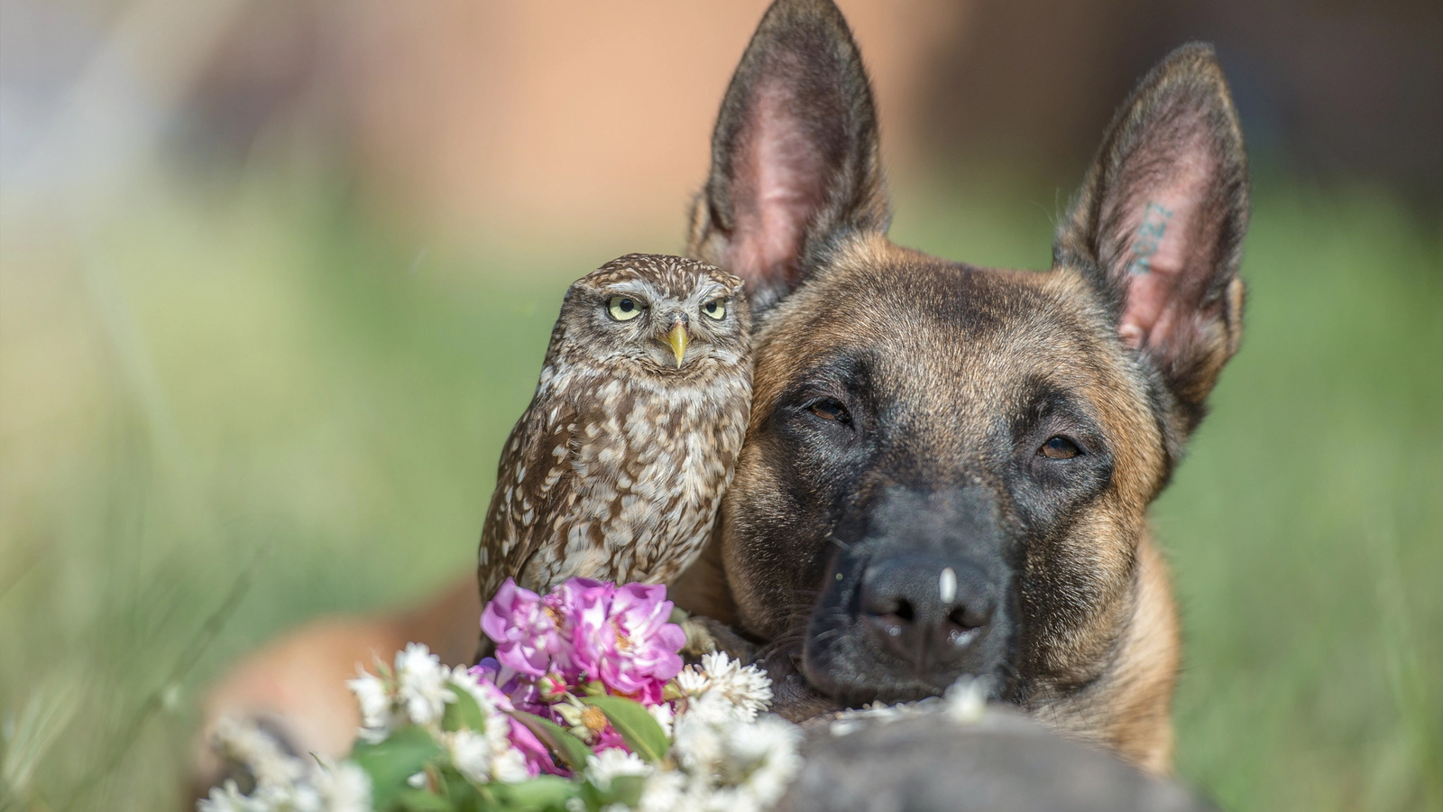 tanja brandt, , , , , , , , 