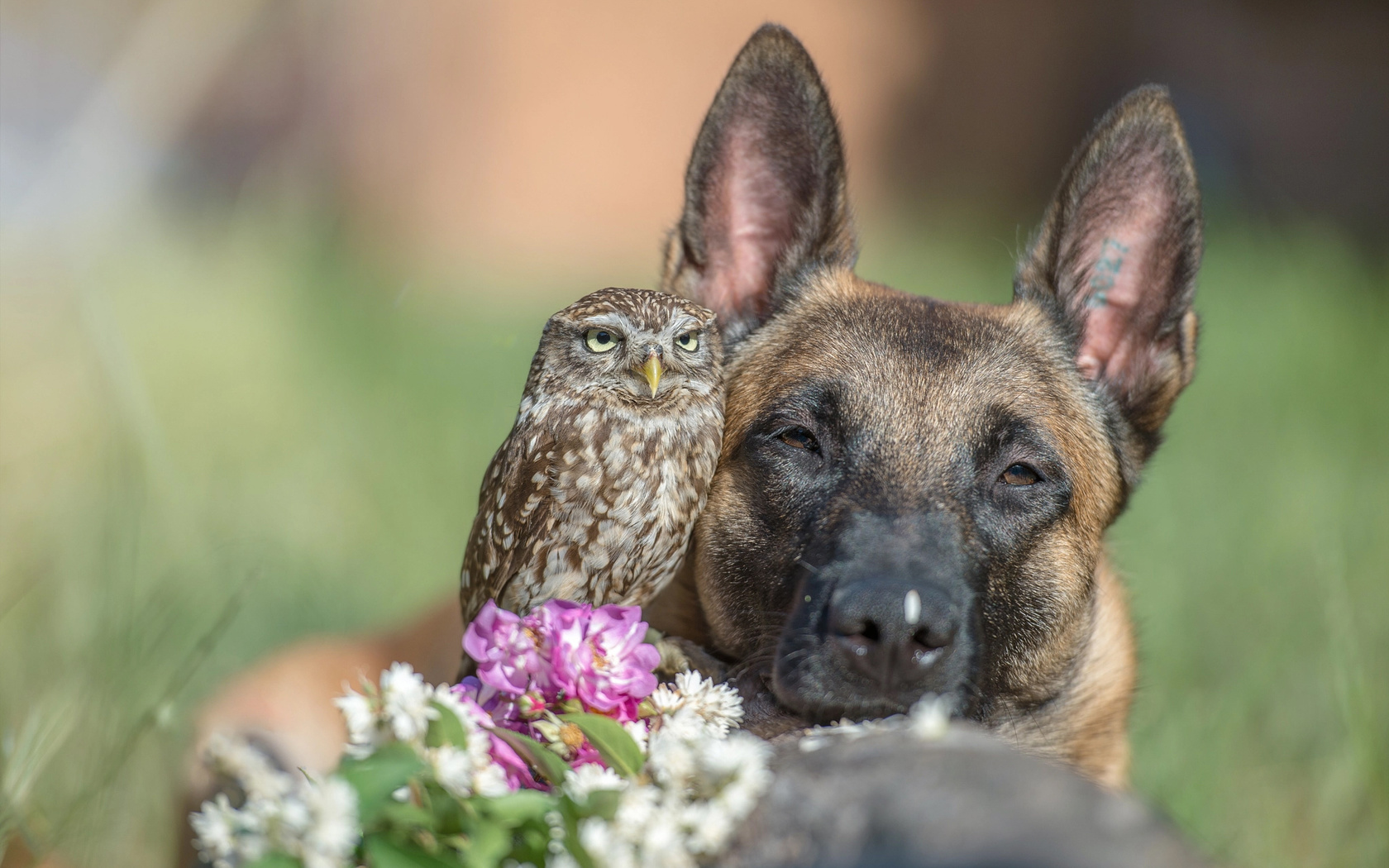 tanja brandt, , , , , , , , 