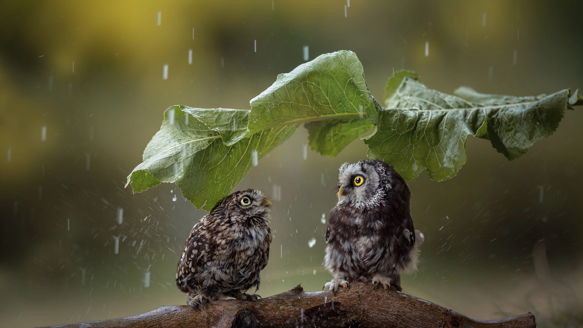 tanja brandt,  , , , , , , 