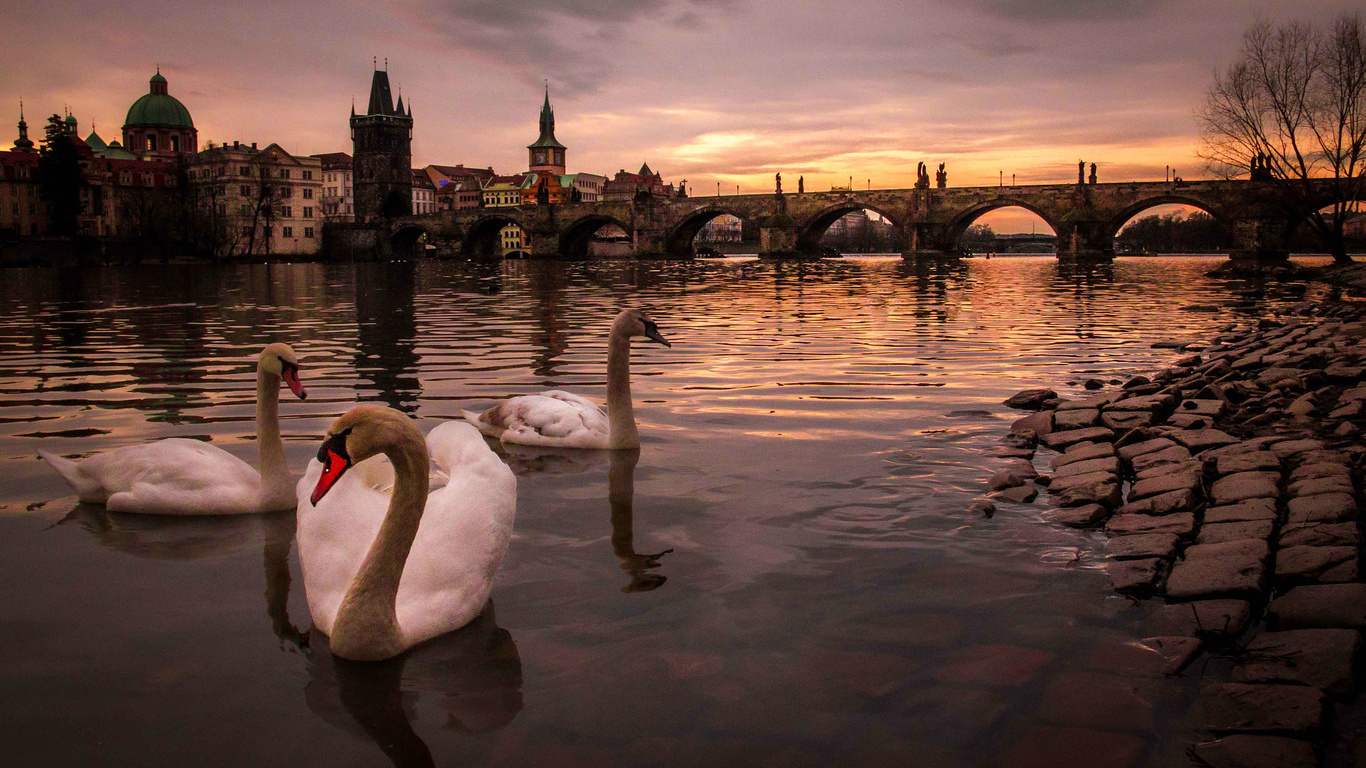 alin dinu, , , , , , , charles bridge,  , , , 