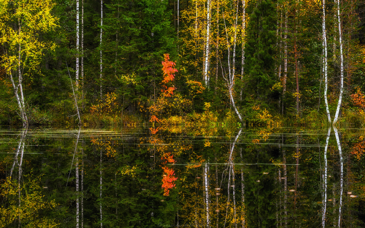 природа, осень, лес, река, отражение