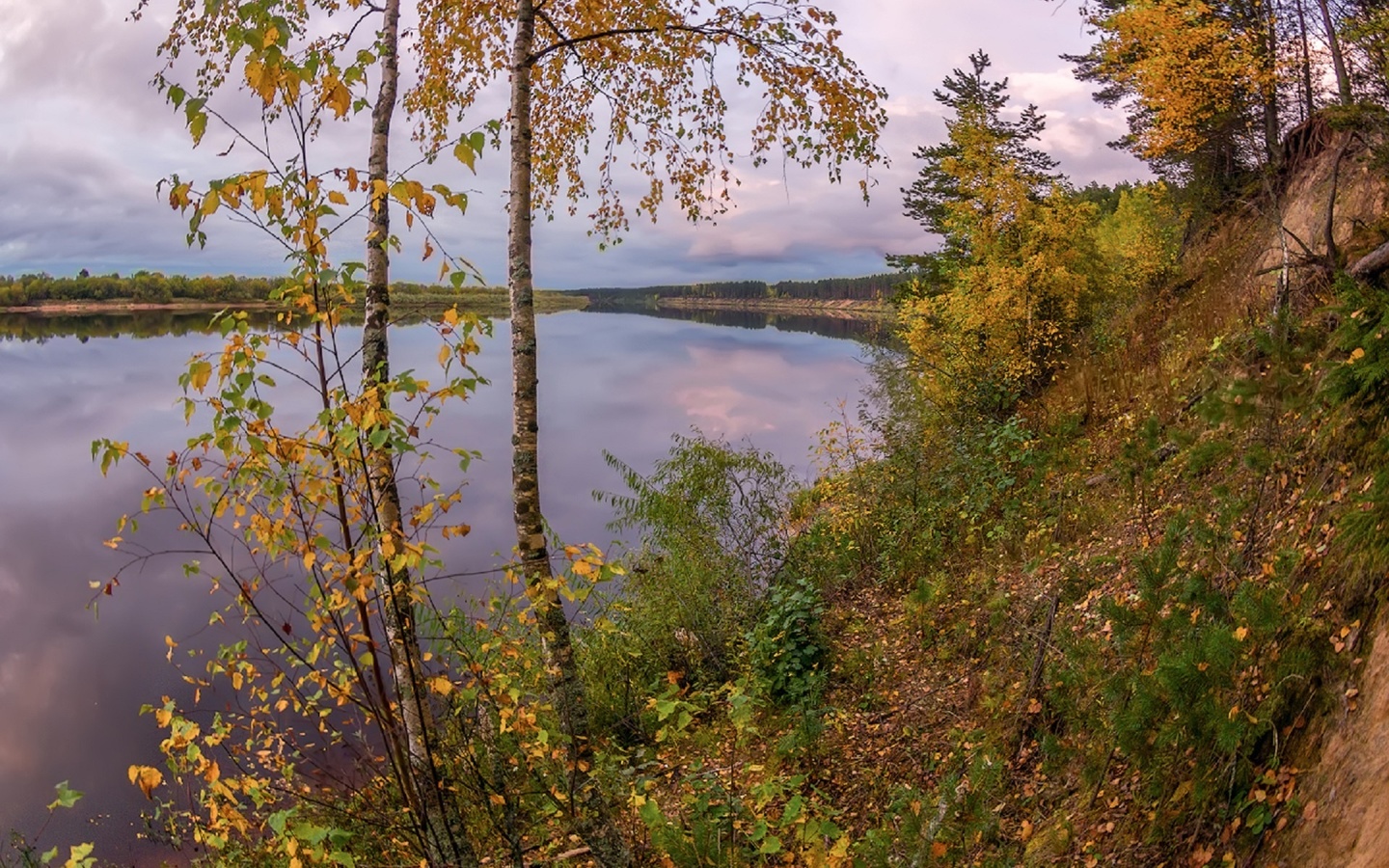 Рыба березка. Осенние березы река Ветлуга. Осень береза у реки. Волга река Березка. Река Ухра осень.