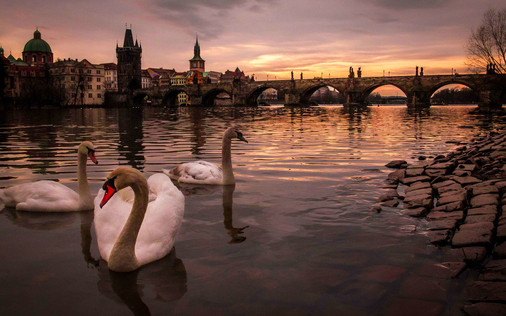 alin dinu, , , , , , , charles bridge,  , , , 