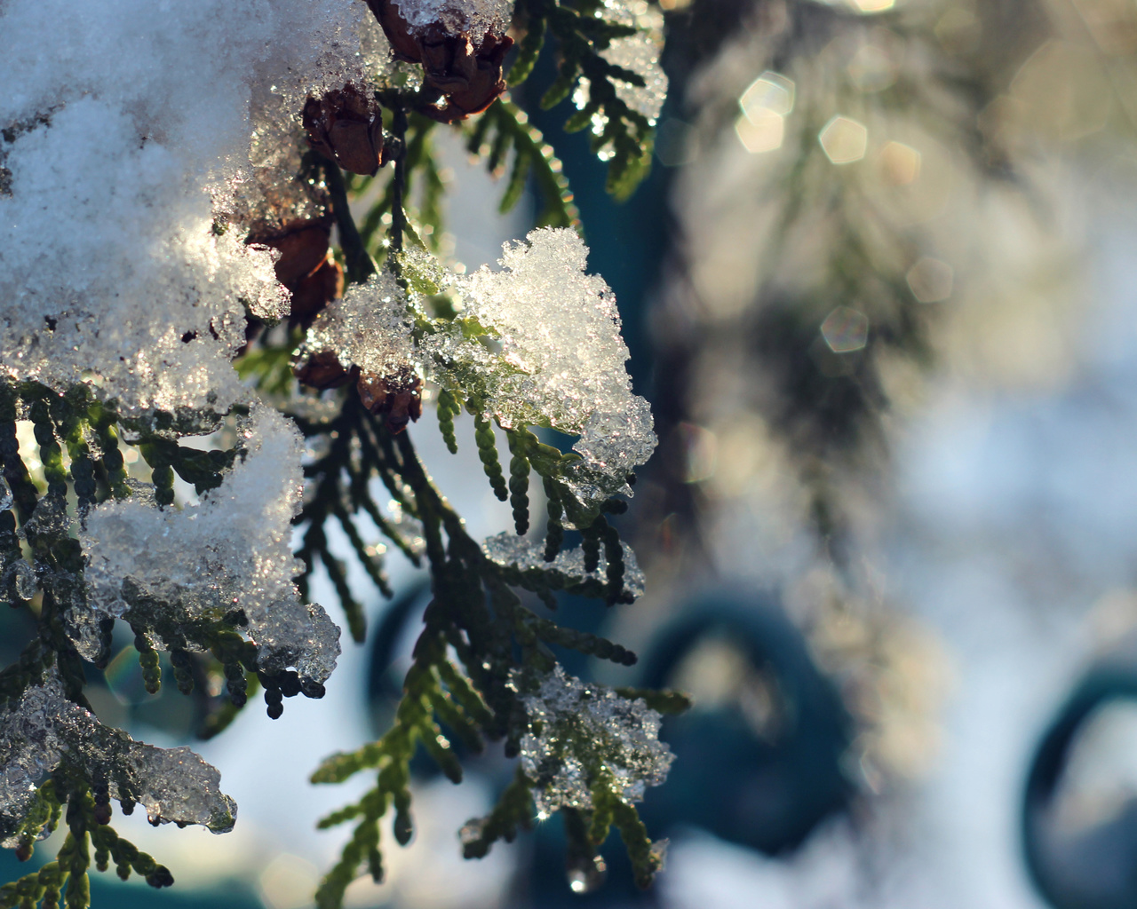 , , , , , , , , , , , , , winter, snow, frost, fir-tree, thuja, a sun, , fence, nature, bart