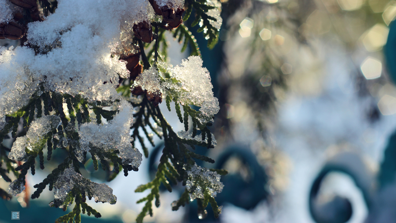 , , , , , , , , , , , , , winter, snow, frost, fir-tree, thuja, a sun, , fence, nature, bart