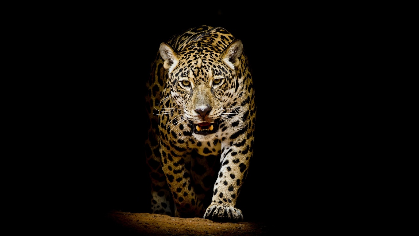 leopard, , 