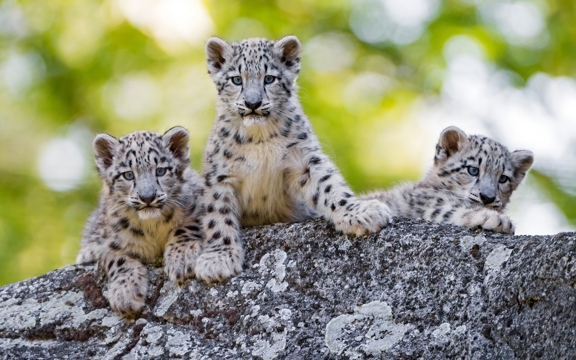  , , , snow leopard, irbis, cubs