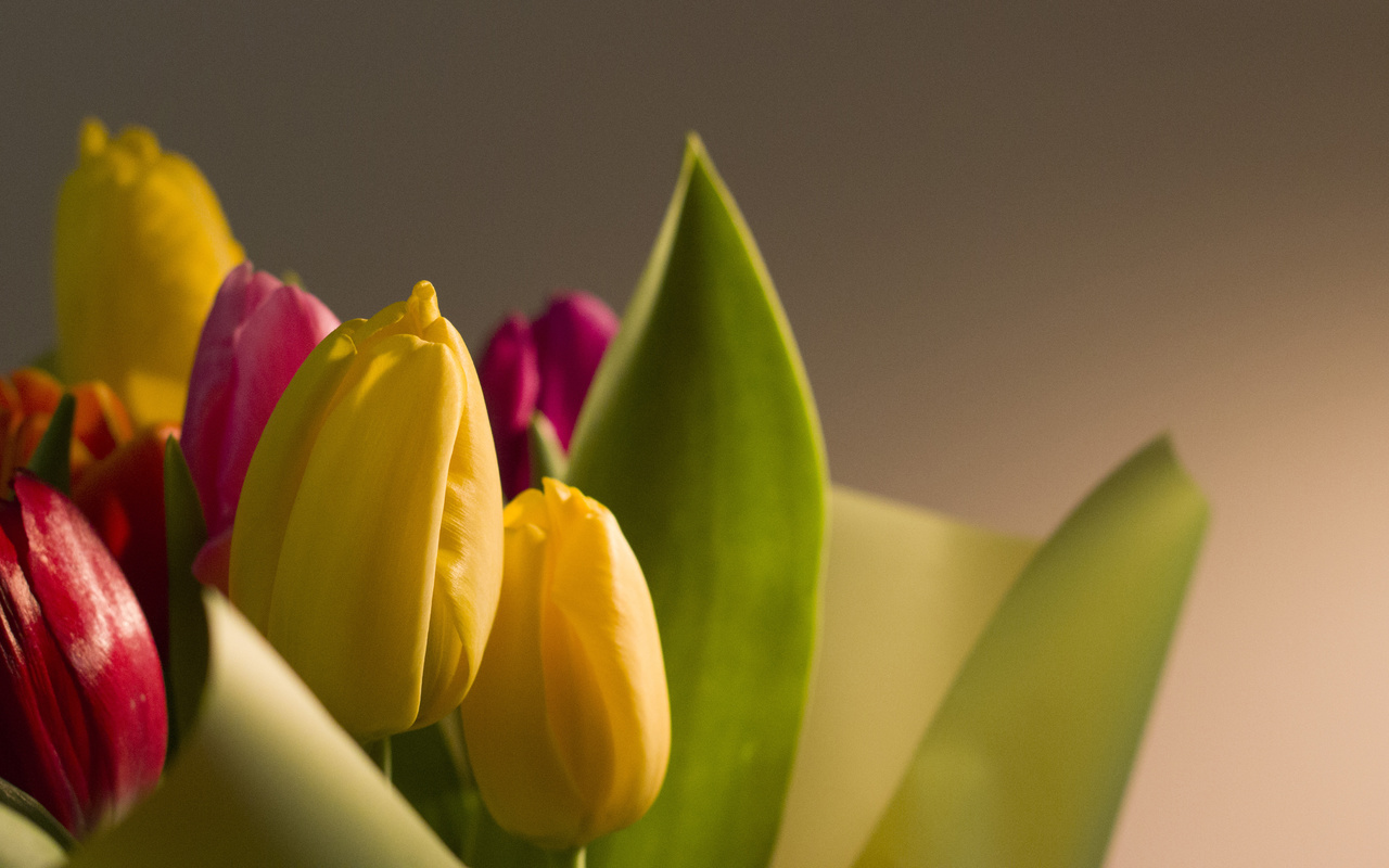 bart, , , 8 , , , , , , flowers, tulips, march 8, holiday, macro, fon, bokeh, nature, , , 8 , 