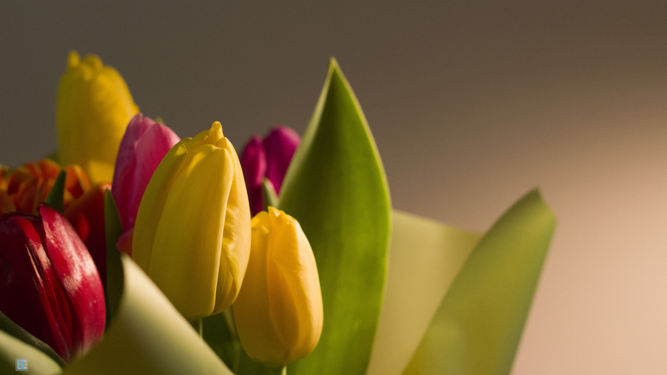 bart, , , 8 , , , , , , flowers, tulips, march 8, holiday, macro, fon, bokeh, nature, , , 8 , 