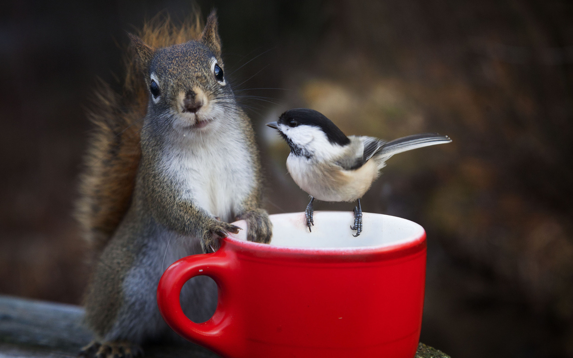 andre villeneuve, , , , , , 