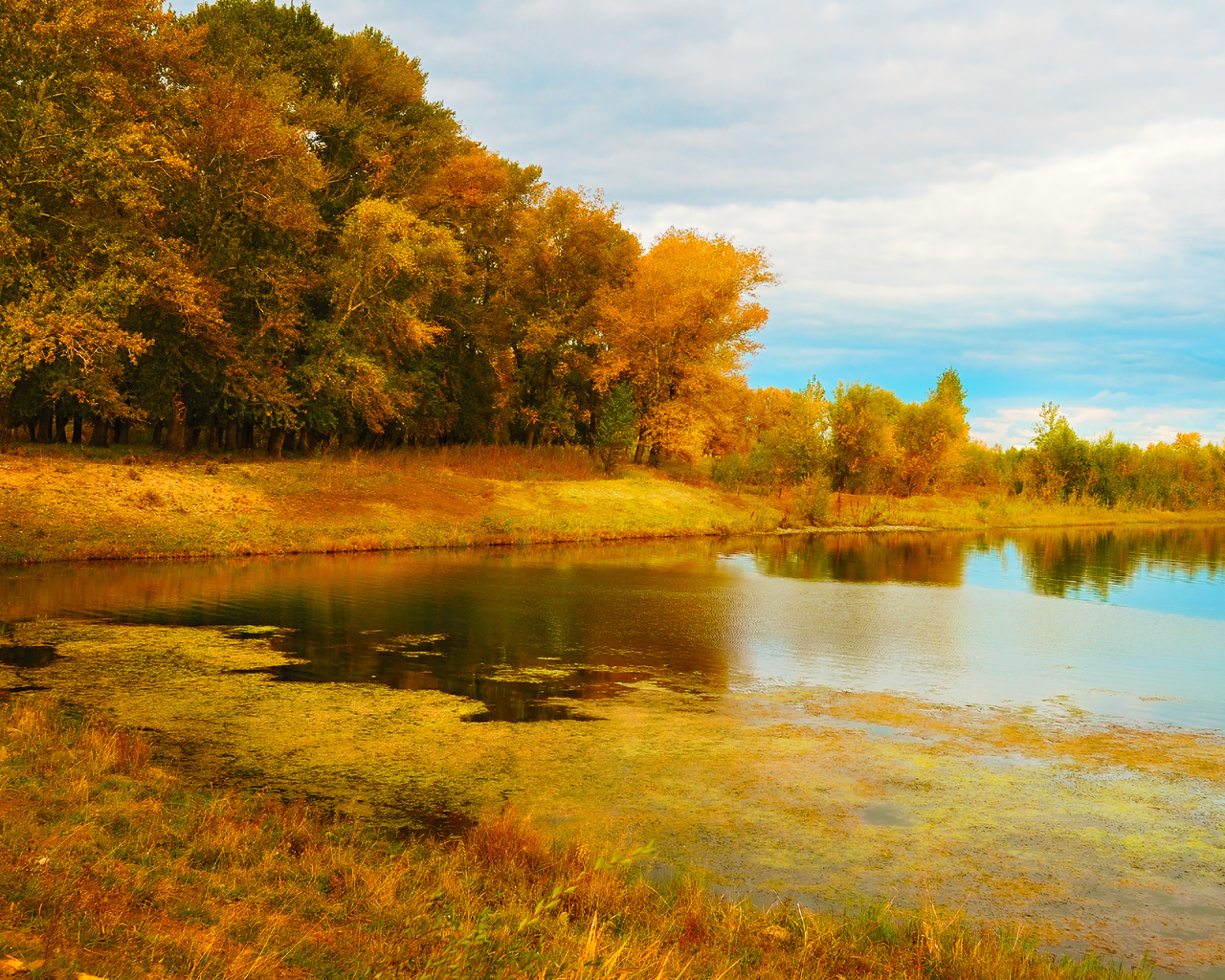 trees, lake, autumn, gold