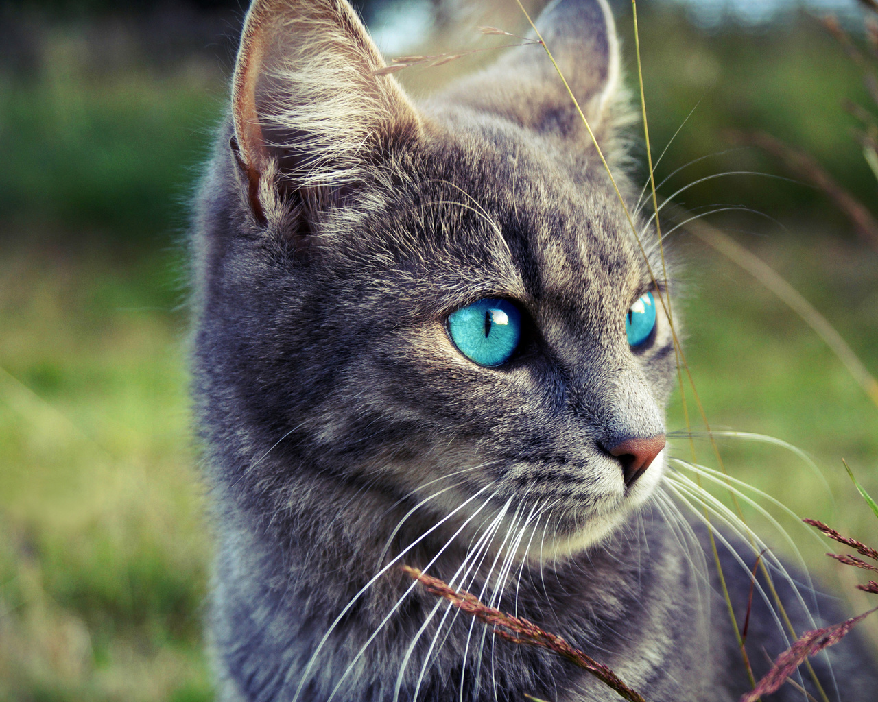 cats, blue, eyes