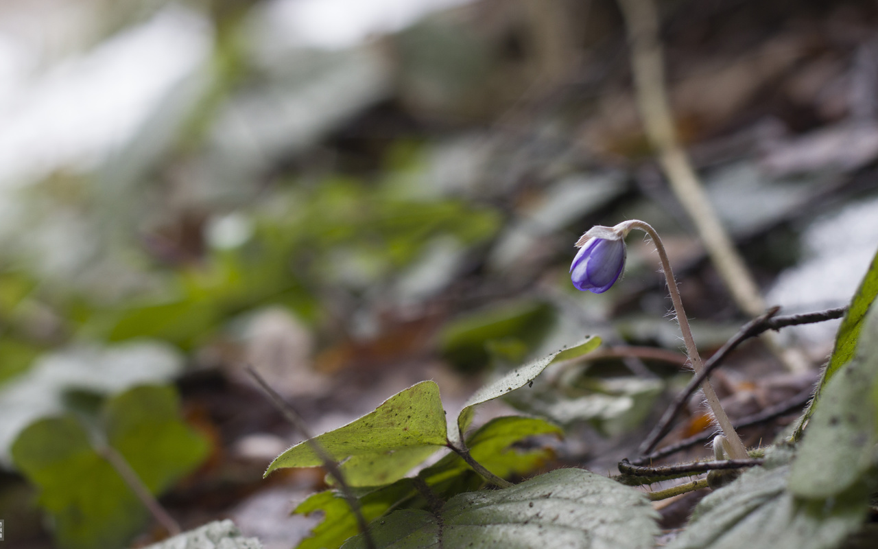 bart, , , , , , , , , spring, flower, snow, side, macro, forest, leaves, bokeh, branches, , , , 