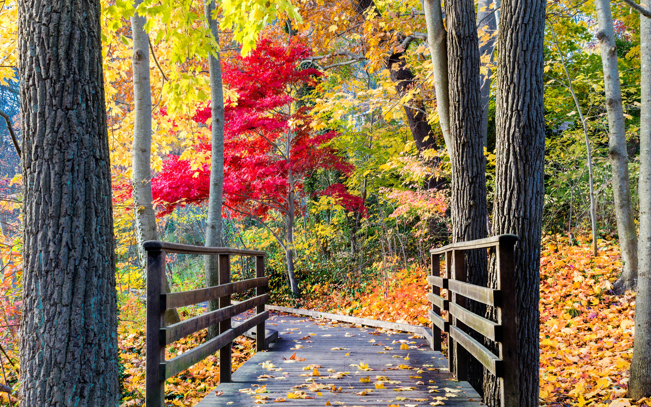 leaves, path, colors, trees, walk, autumn, forest, park, bridge