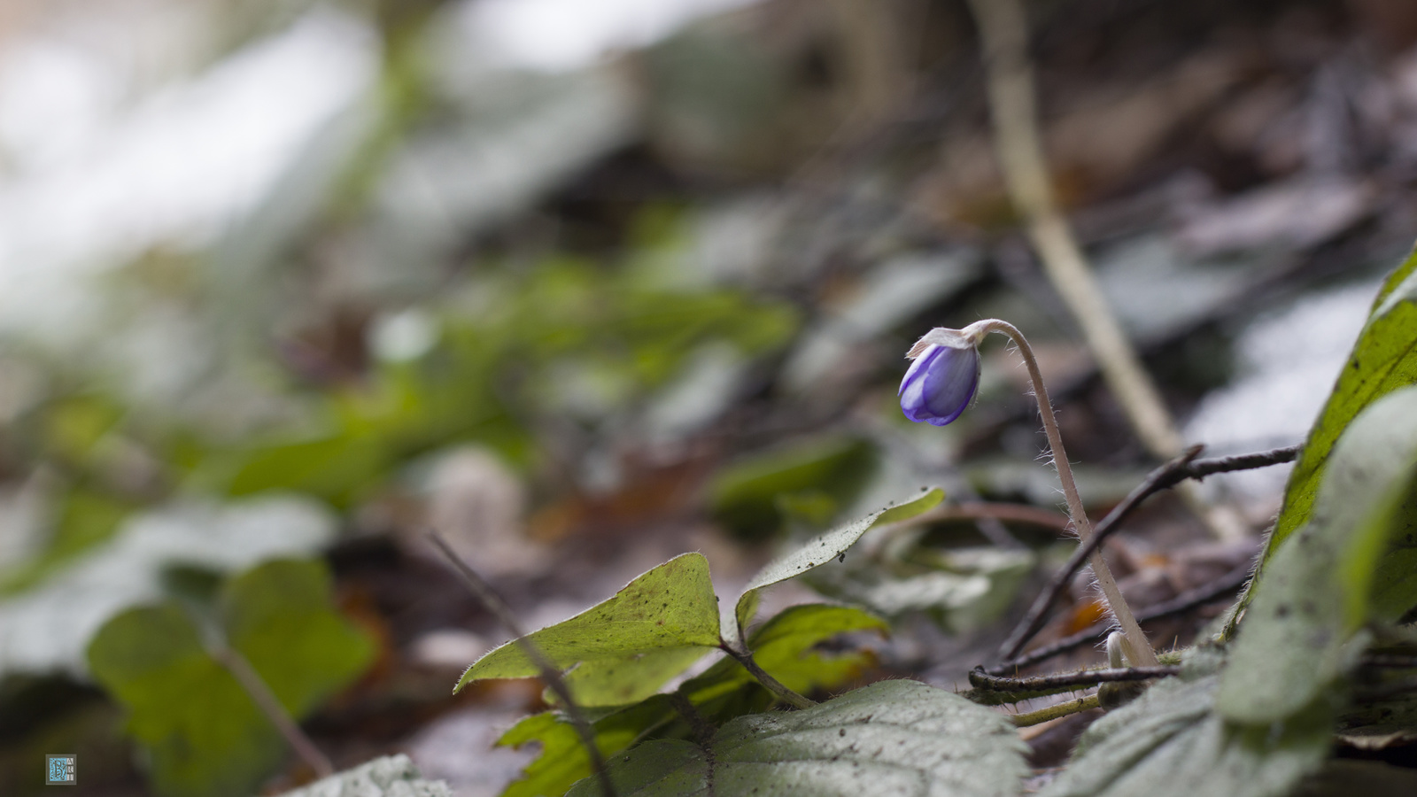 bart, , , , , , , , , spring, flower, snow, side, macro, forest, leaves, bokeh, branches, , , , 