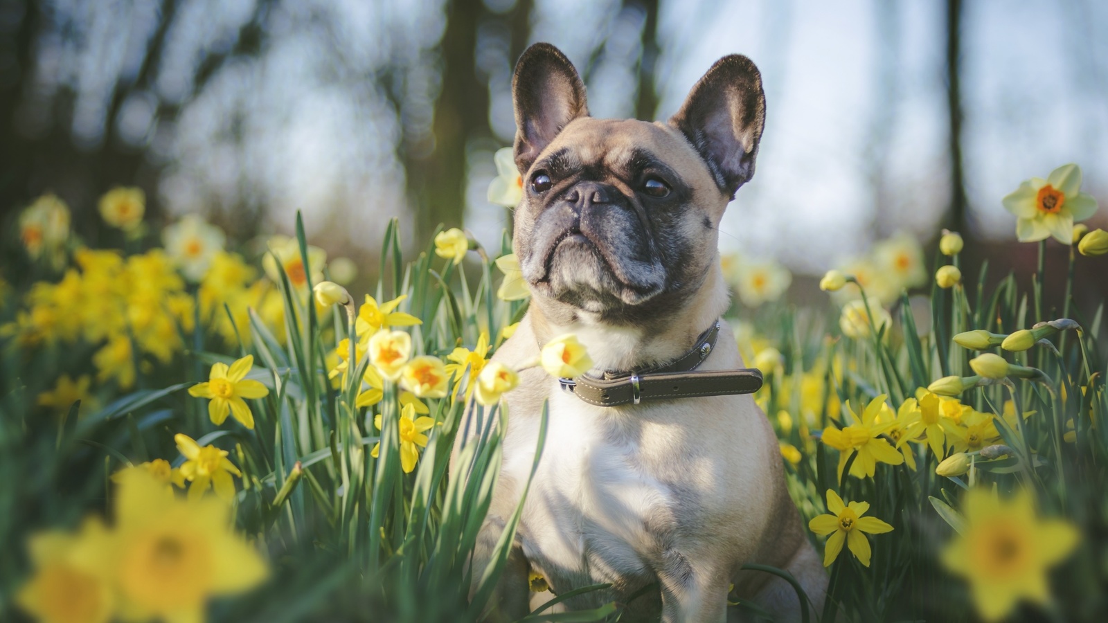 bulldog, small, dog