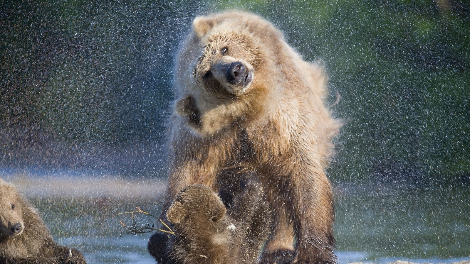 , , bear, kamchatka, , 