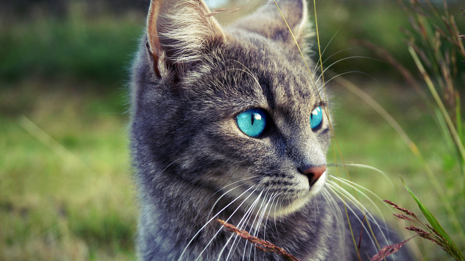 cats, blue, eyes