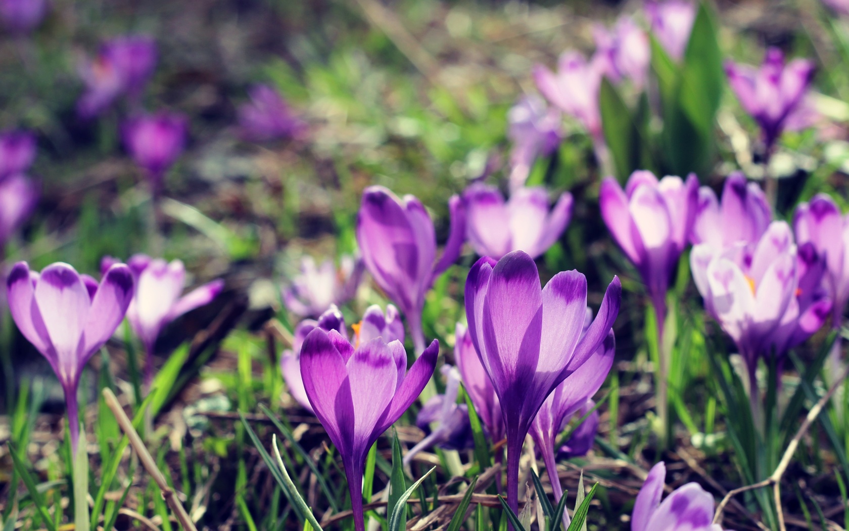 bart, , , , , , spring, flowers, crocus, fon, boke, bokeh, , 