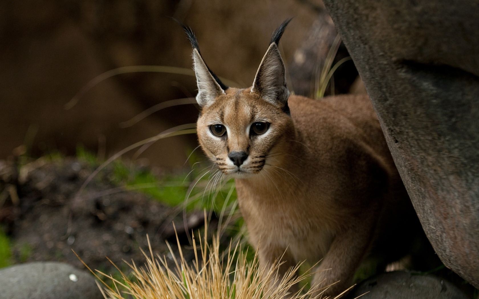 ,  , caracal