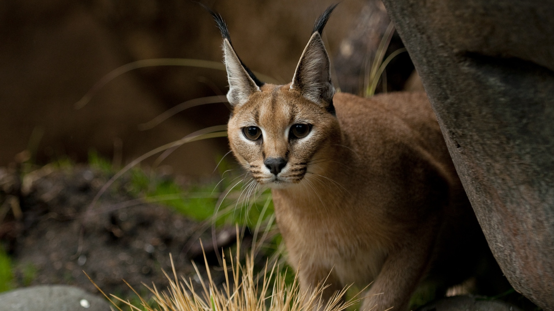 ,  , caracal