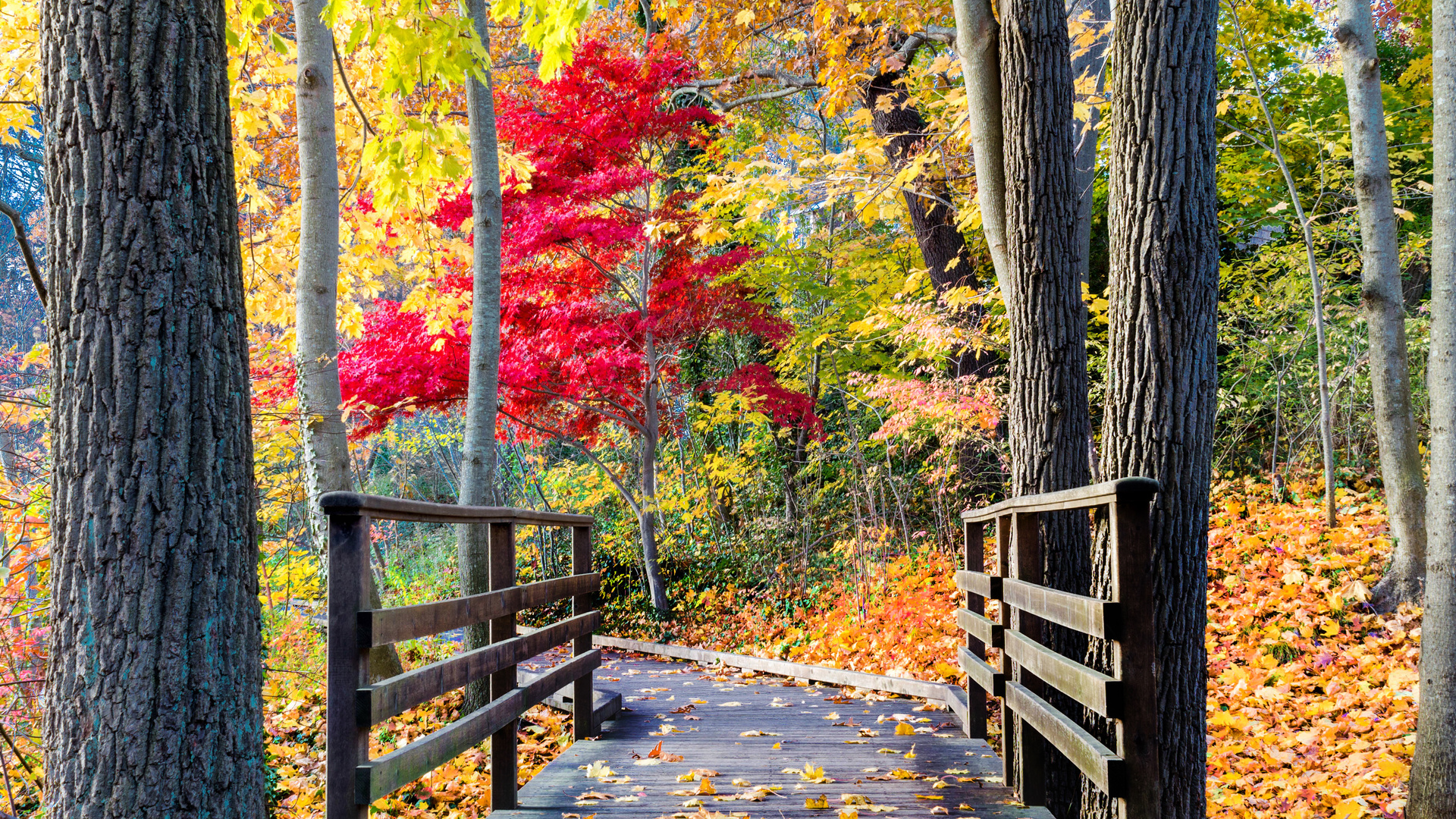 leaves, path, colors, trees, walk, autumn, forest, park, bridge