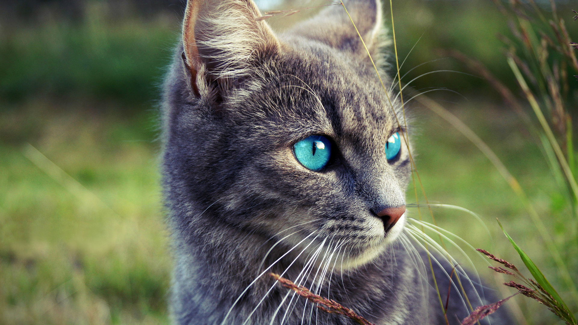 cats, blue, eyes