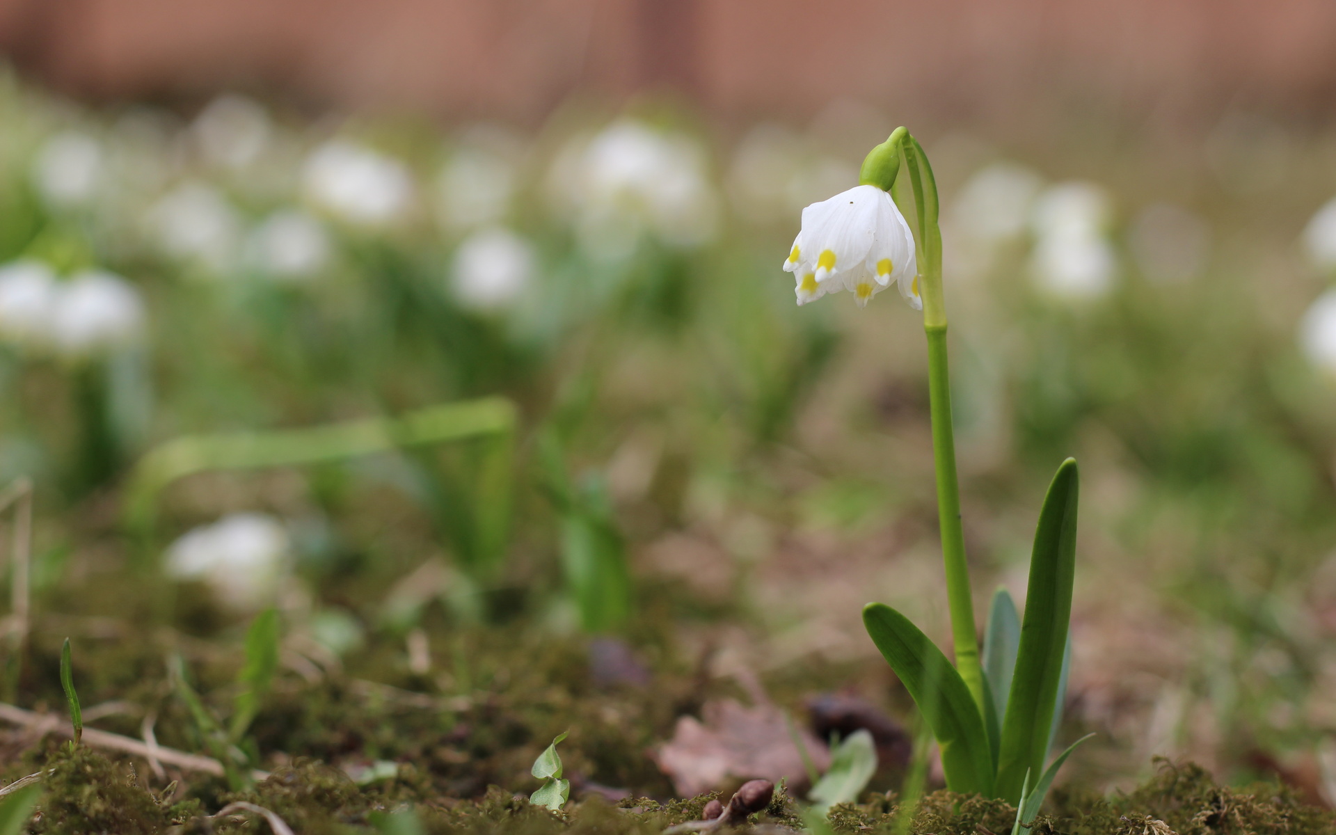 bart, , , , , , , , , spring, flower, snow, side, macro, forest, leaves, bokeh, branches, , , , , , , leucojum