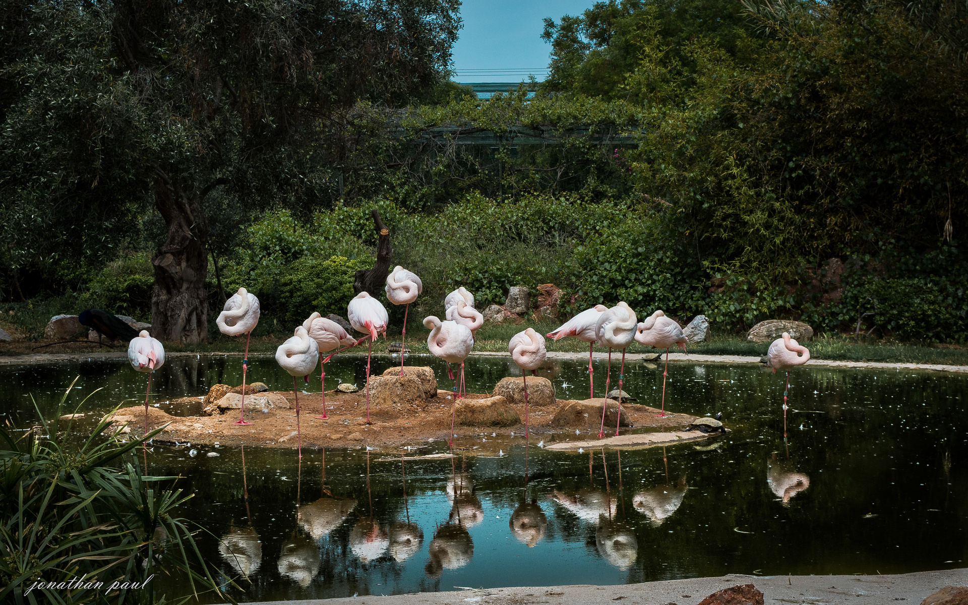 , , , , water, reflection, flamingo, birds