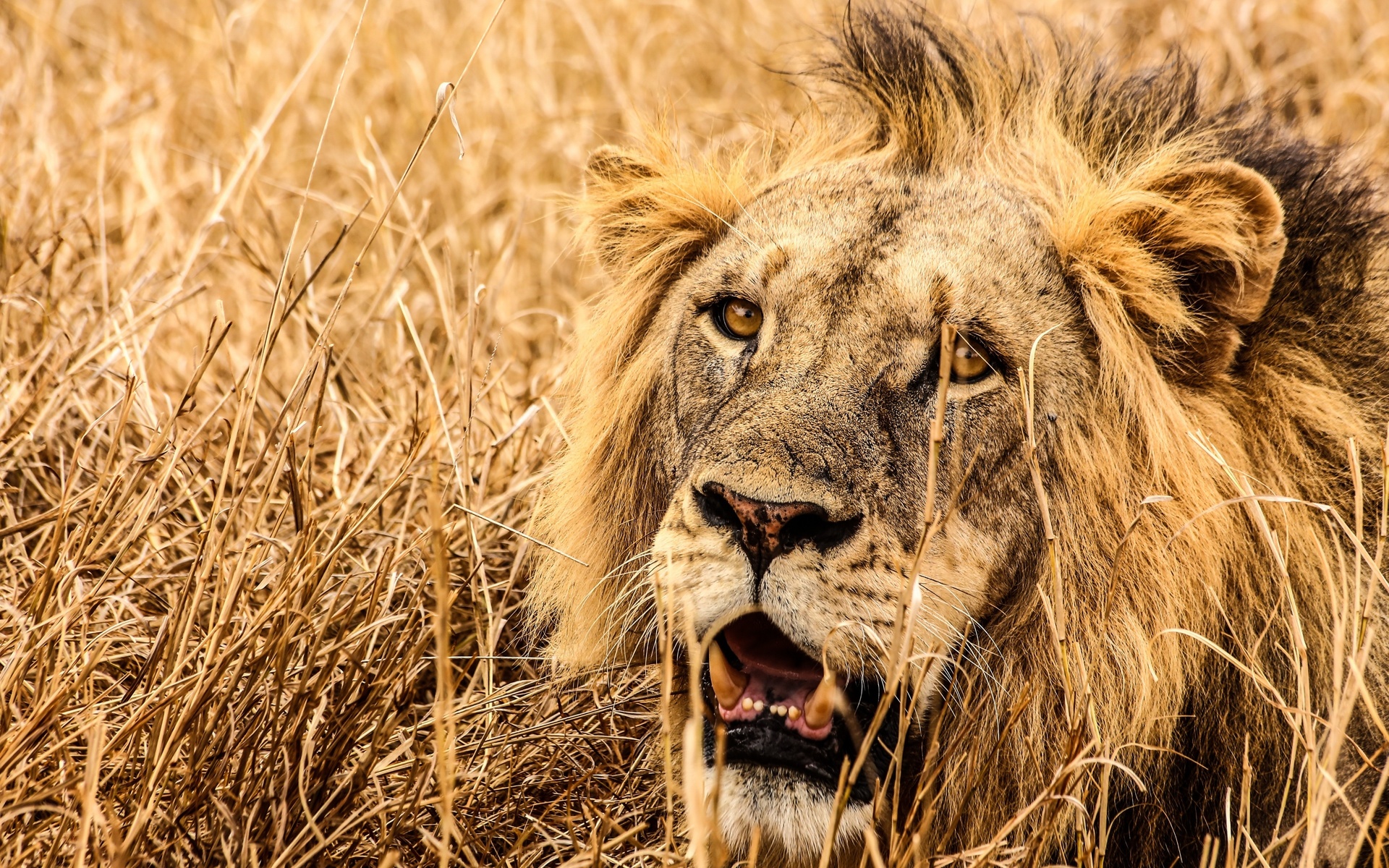 lion, grassland, savannah, africa