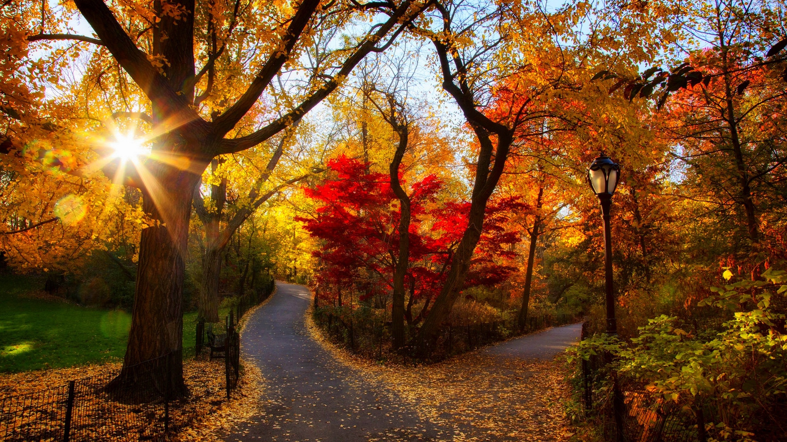 park, road, leaves, fall, leaves, path, sunset, colors, trees, walk, autumn, forest, park, forest, nature, trees, autumn, colorful, road, nature, sunset