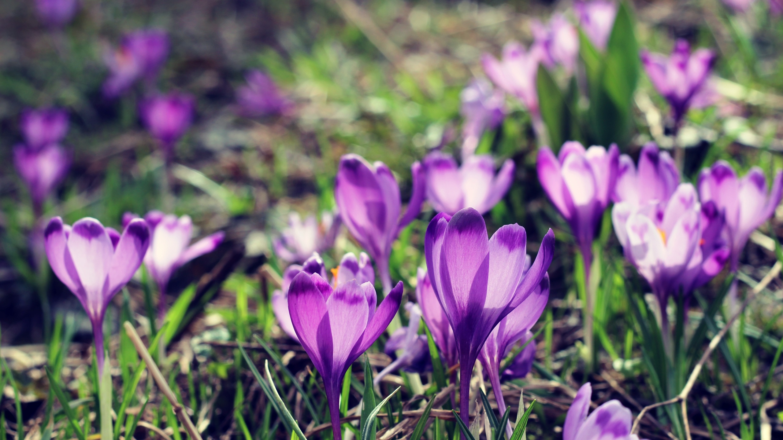 bart, , , , , , spring, flowers, crocus, fon, boke, bokeh, , 