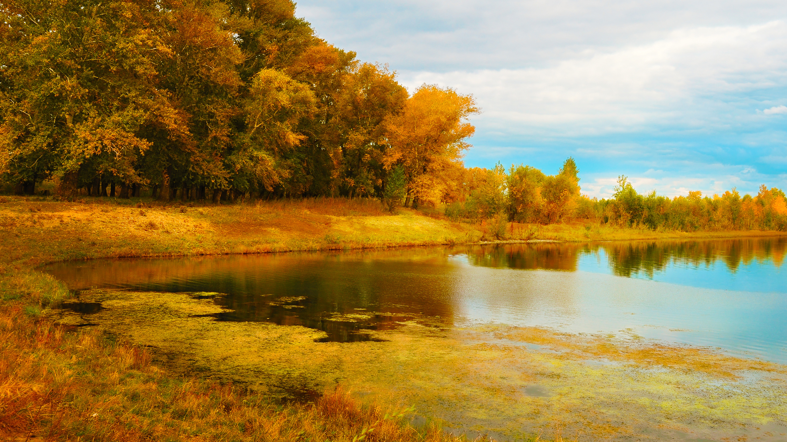 trees, lake, autumn, gold
