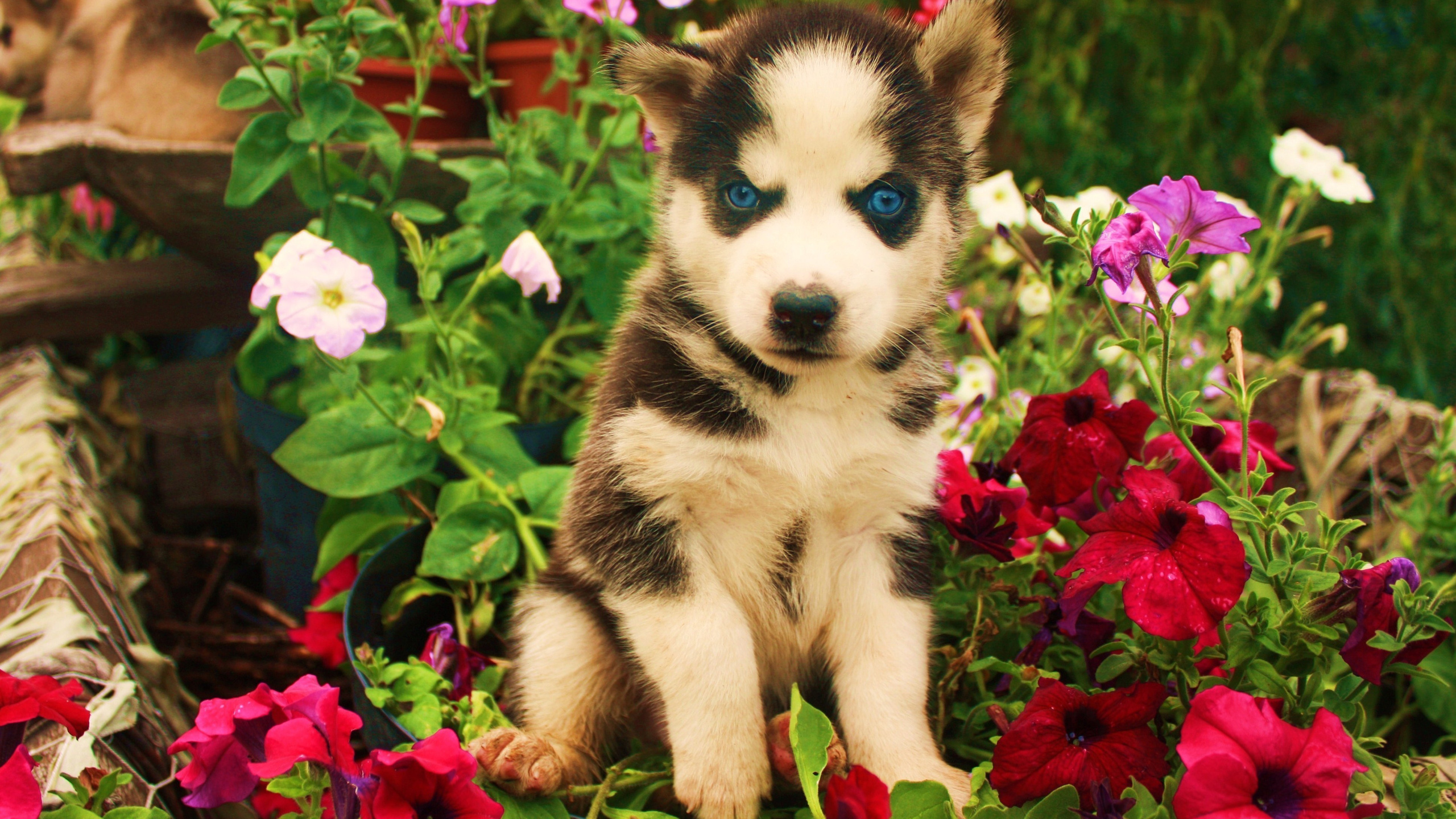 husky, blue eyes, cute, animals, dogs