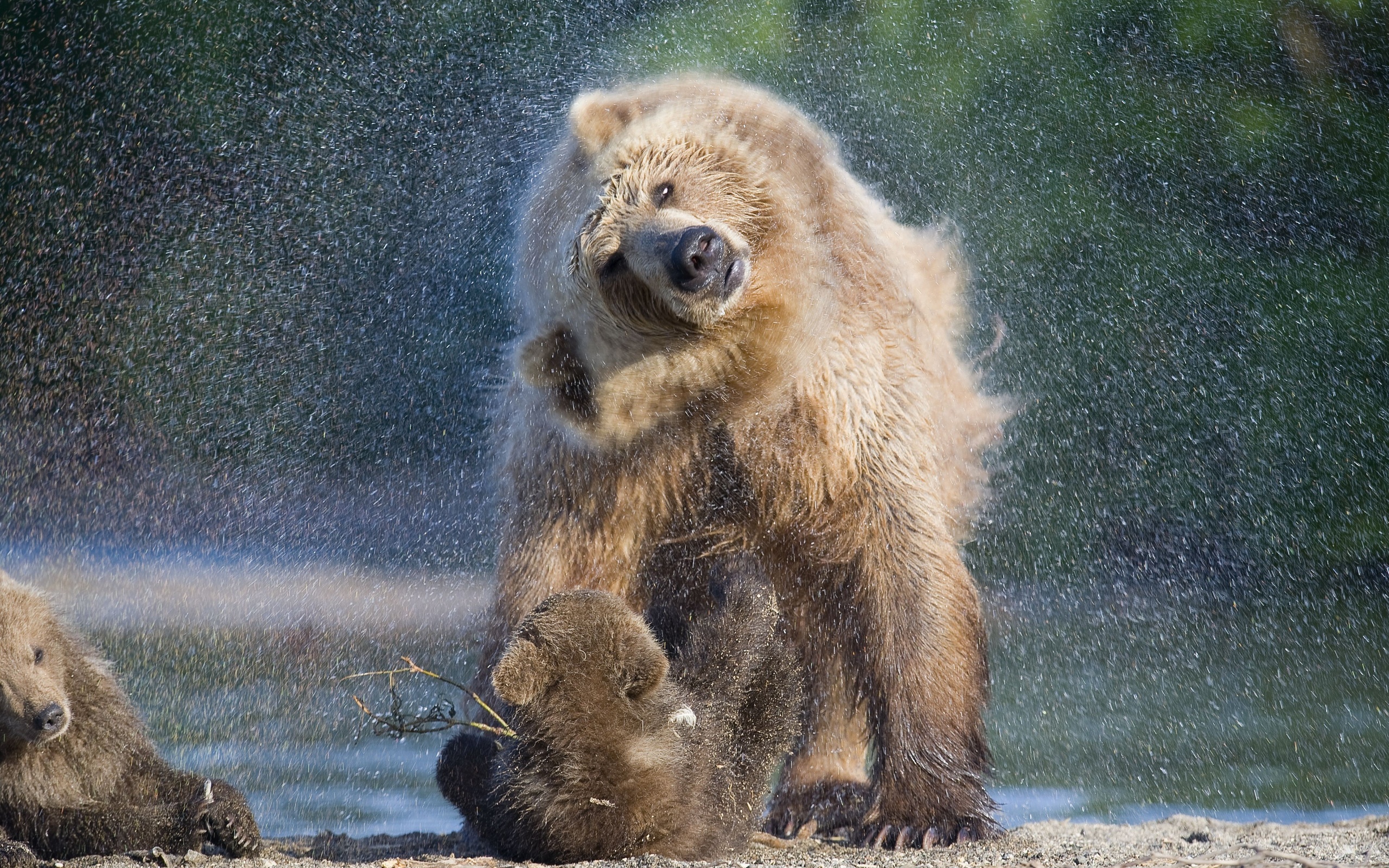 , , bear, kamchatka, , 