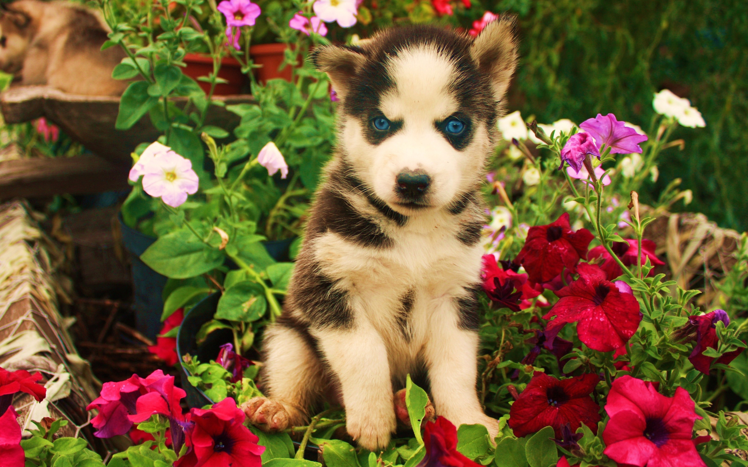 husky, blue eyes, cute, animals, dogs