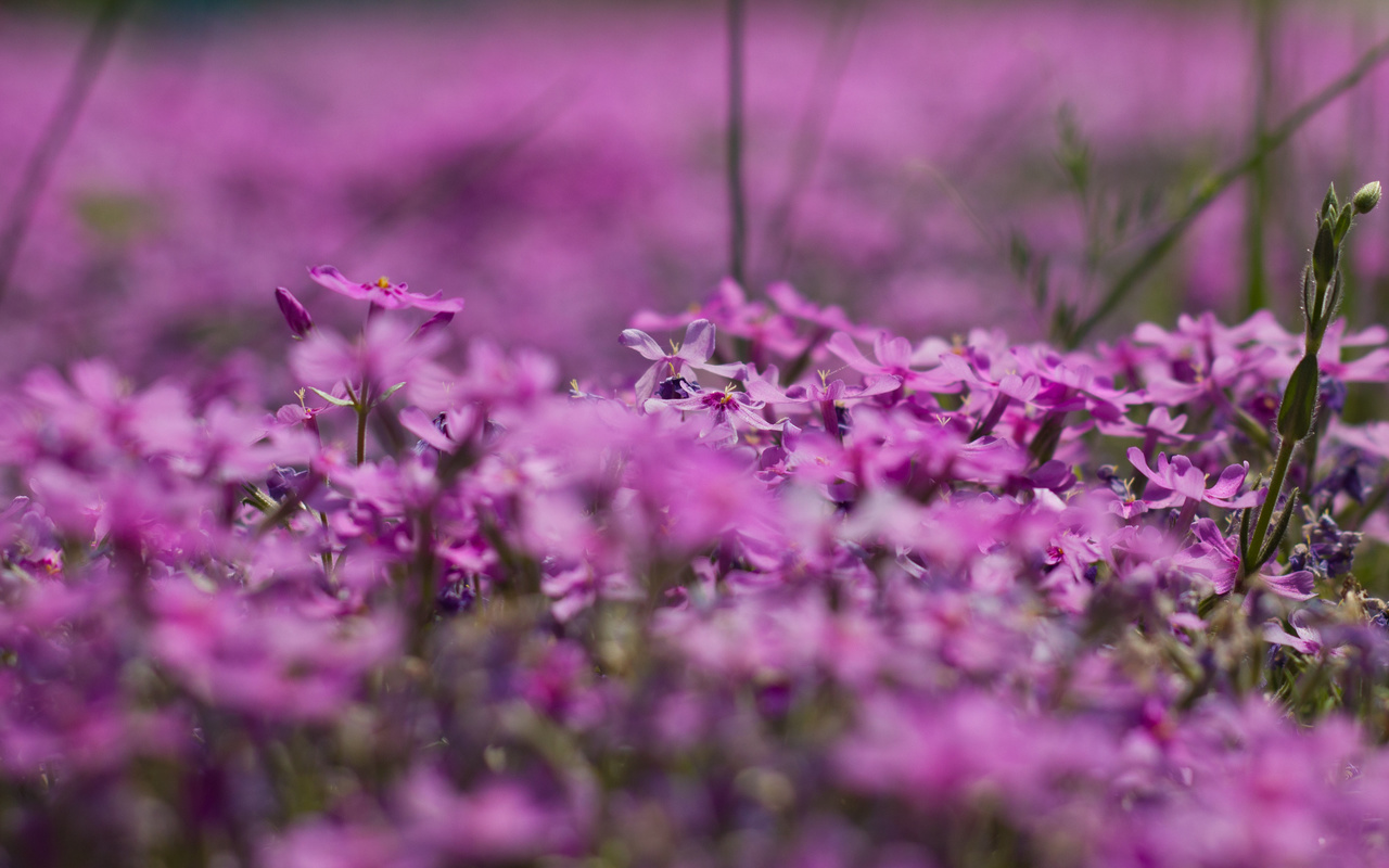 , , flowers, bart, , bokeh