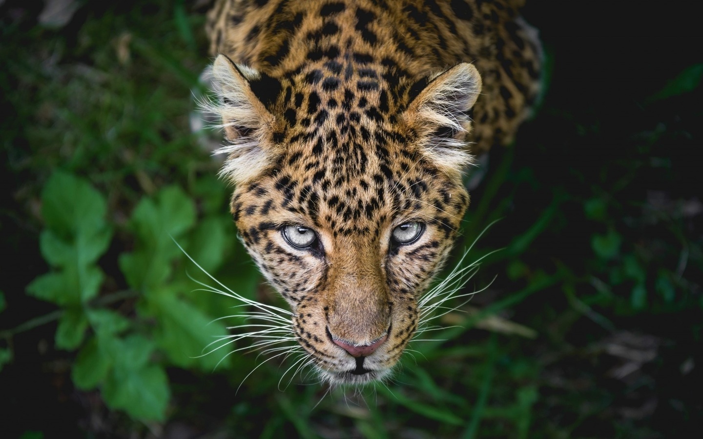 big cat, jaguar