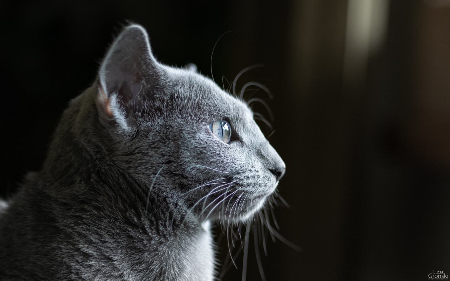 cat, dark, russian blue