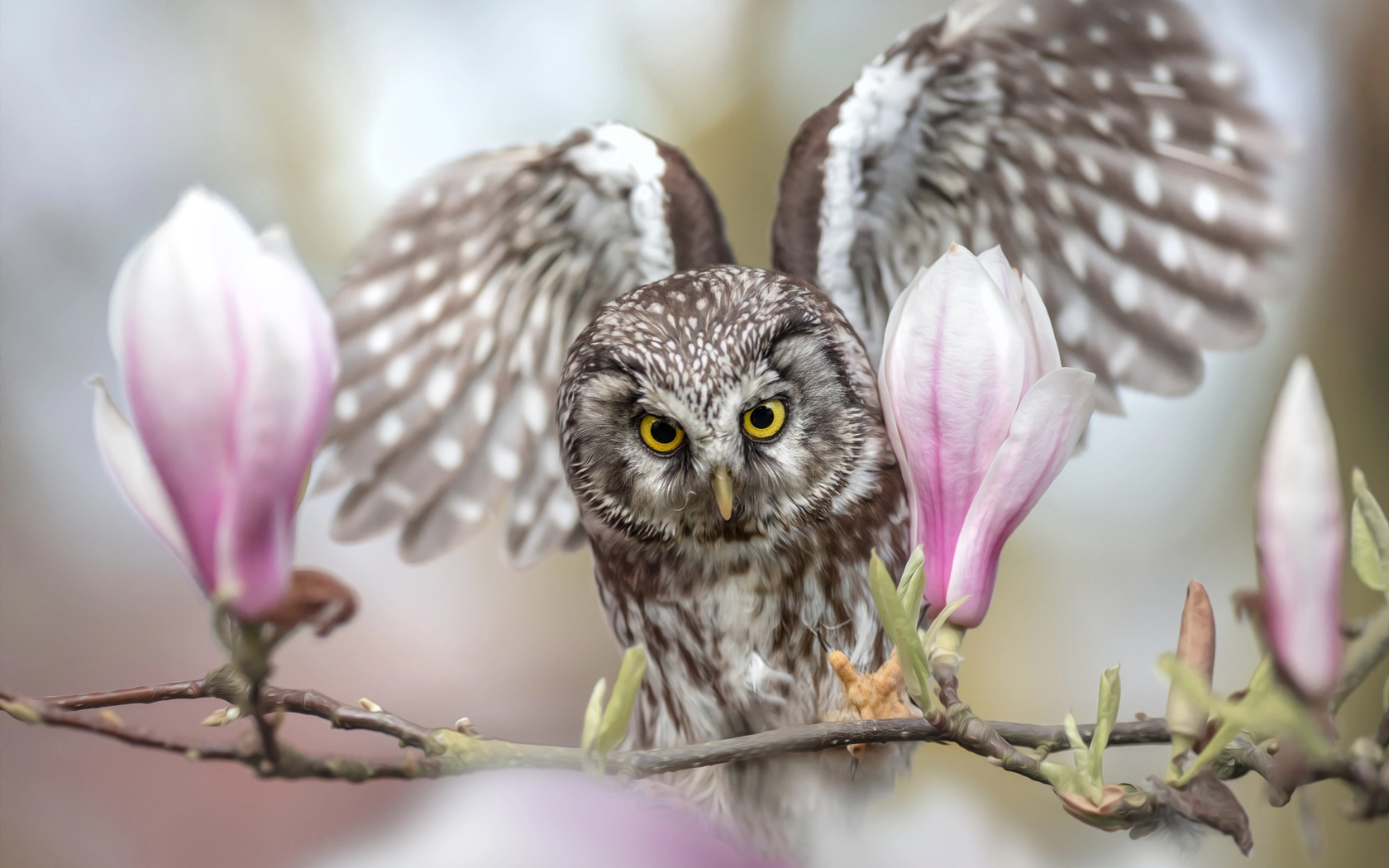  , , , , , , tanja brandt, , 