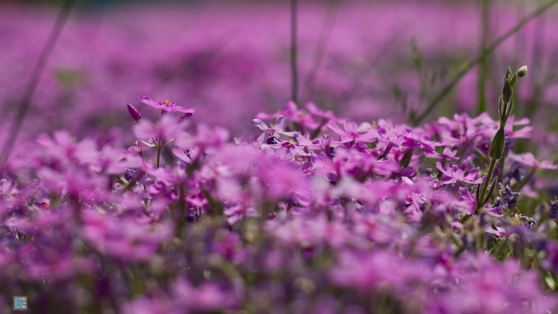 , , flowers, bart, , bokeh