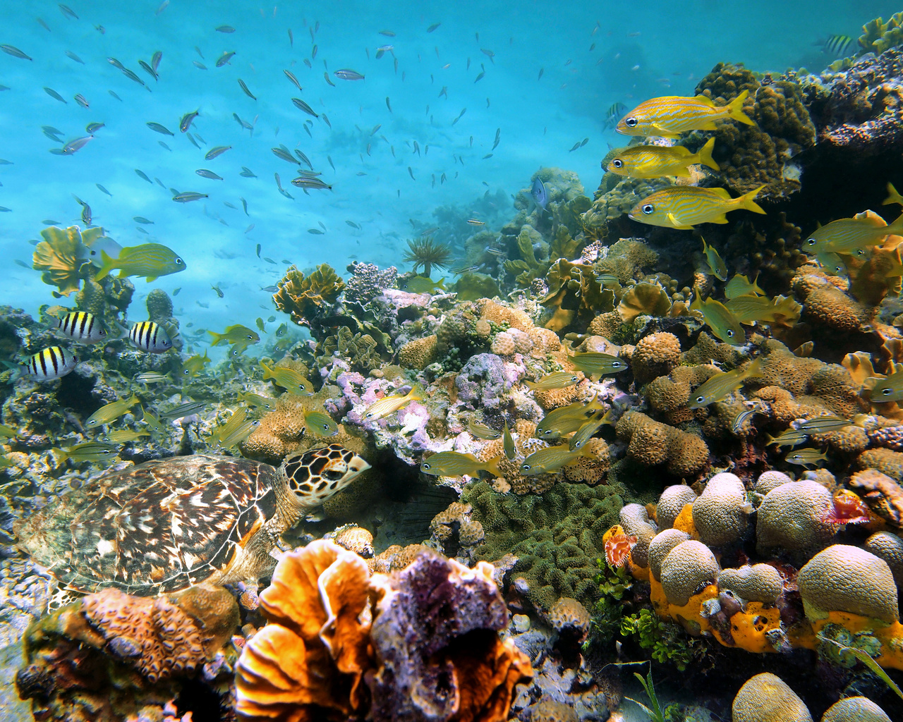 underwater world, shell, stones, nature, corals, fish, photo, sea