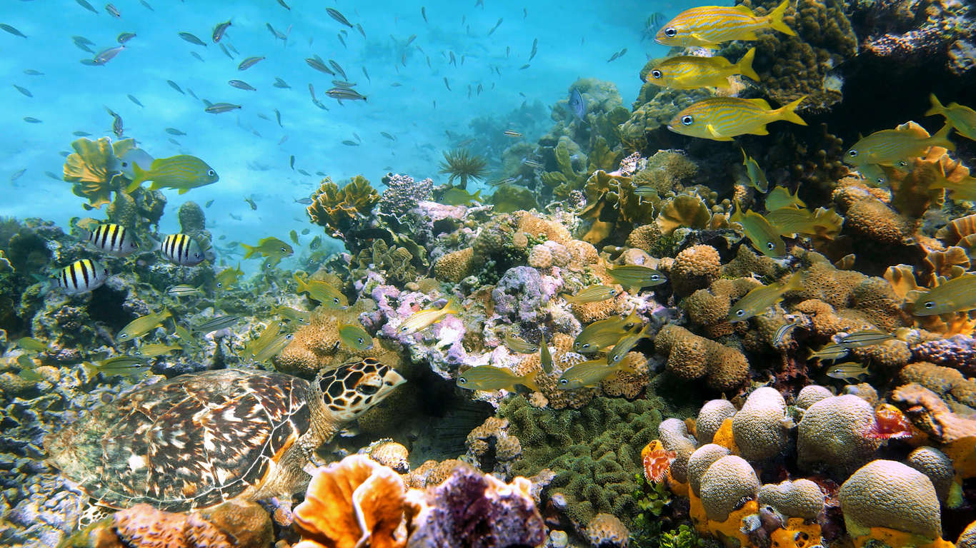 underwater world, shell, stones, nature, corals, fish, photo, sea