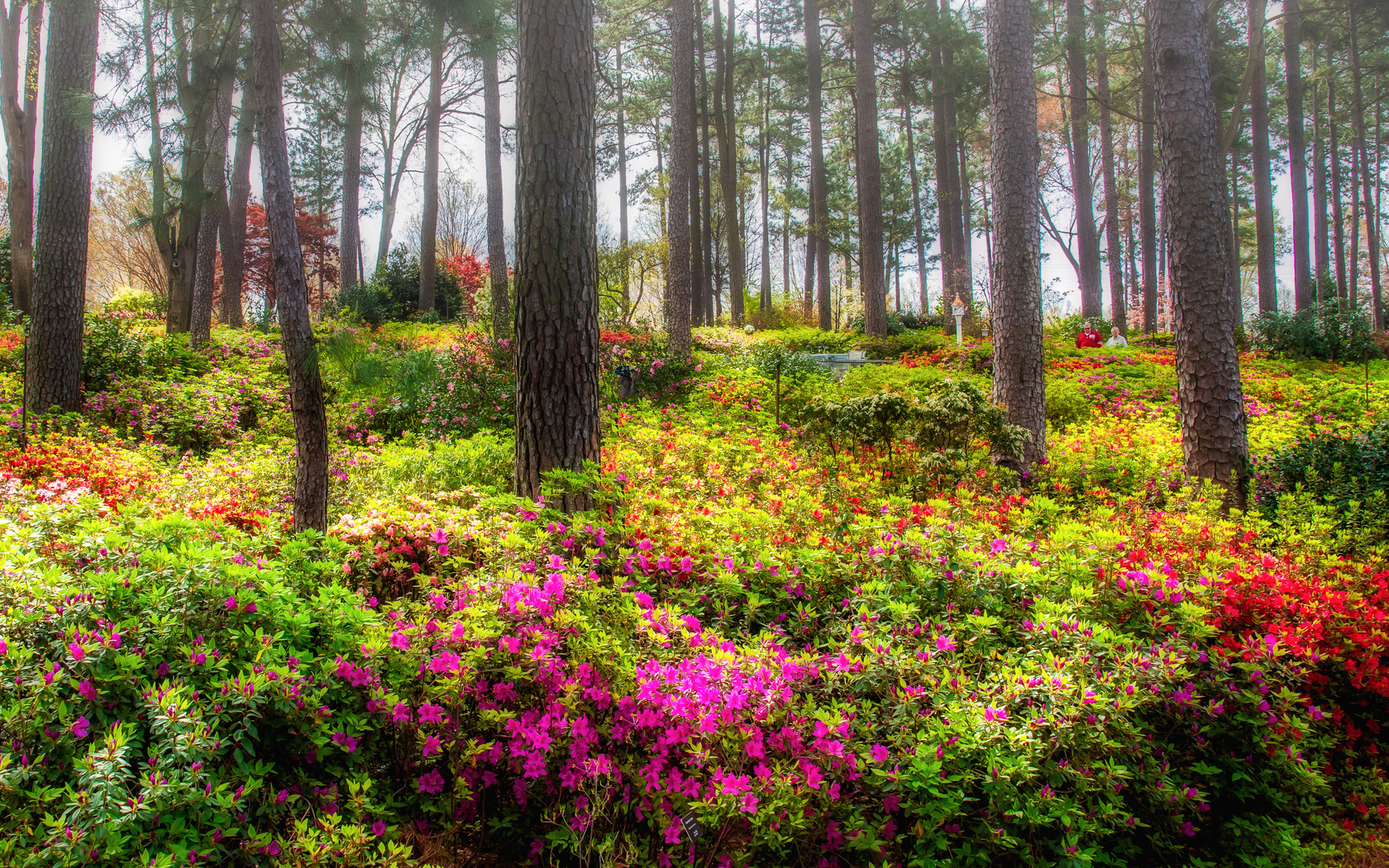 , azalea garden raleigh, , , 