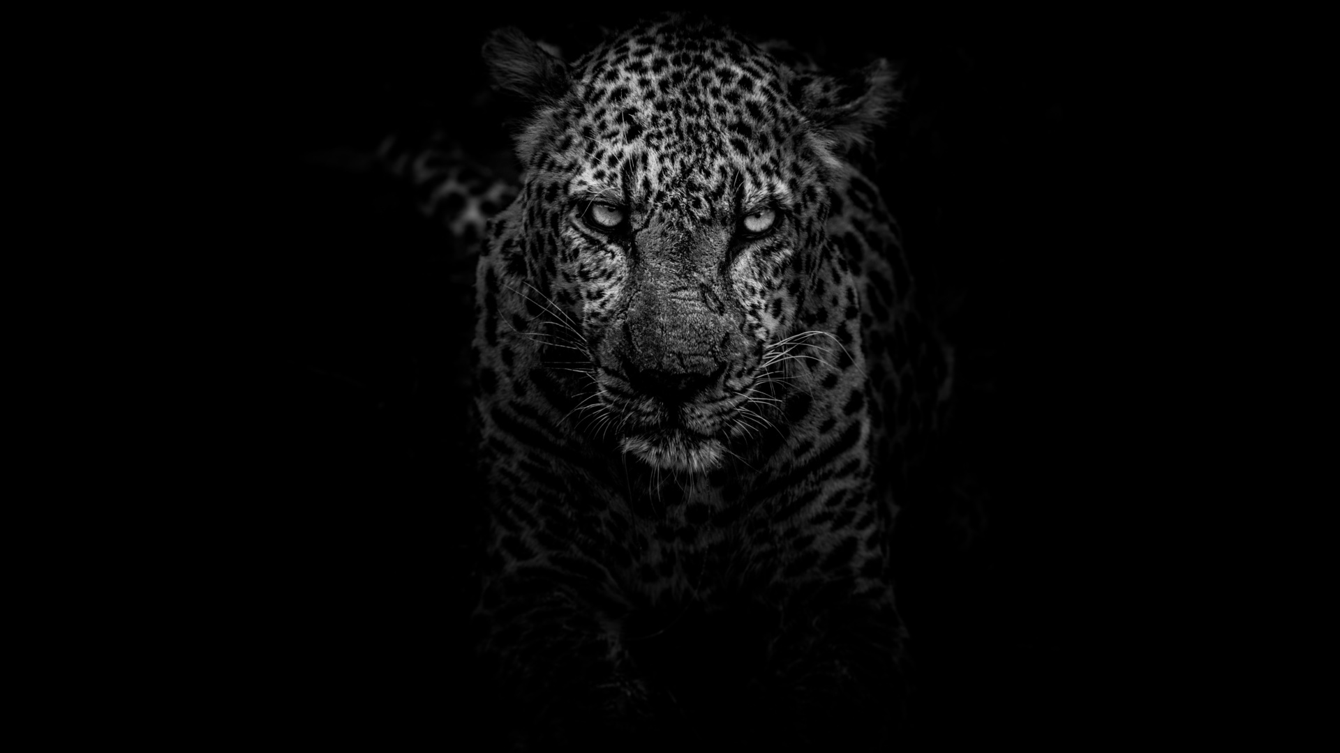 leopard, dark, 