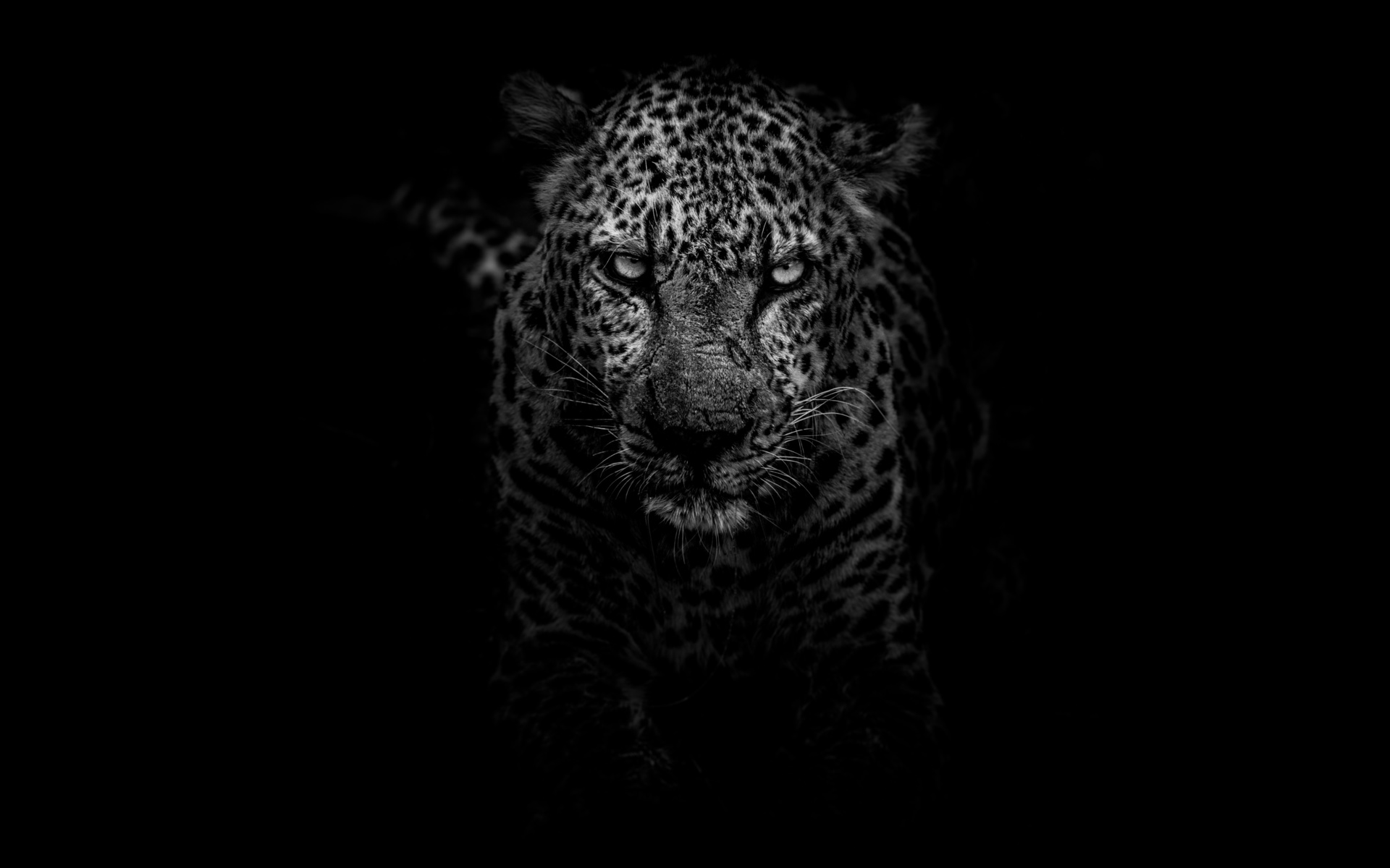 leopard, dark, 