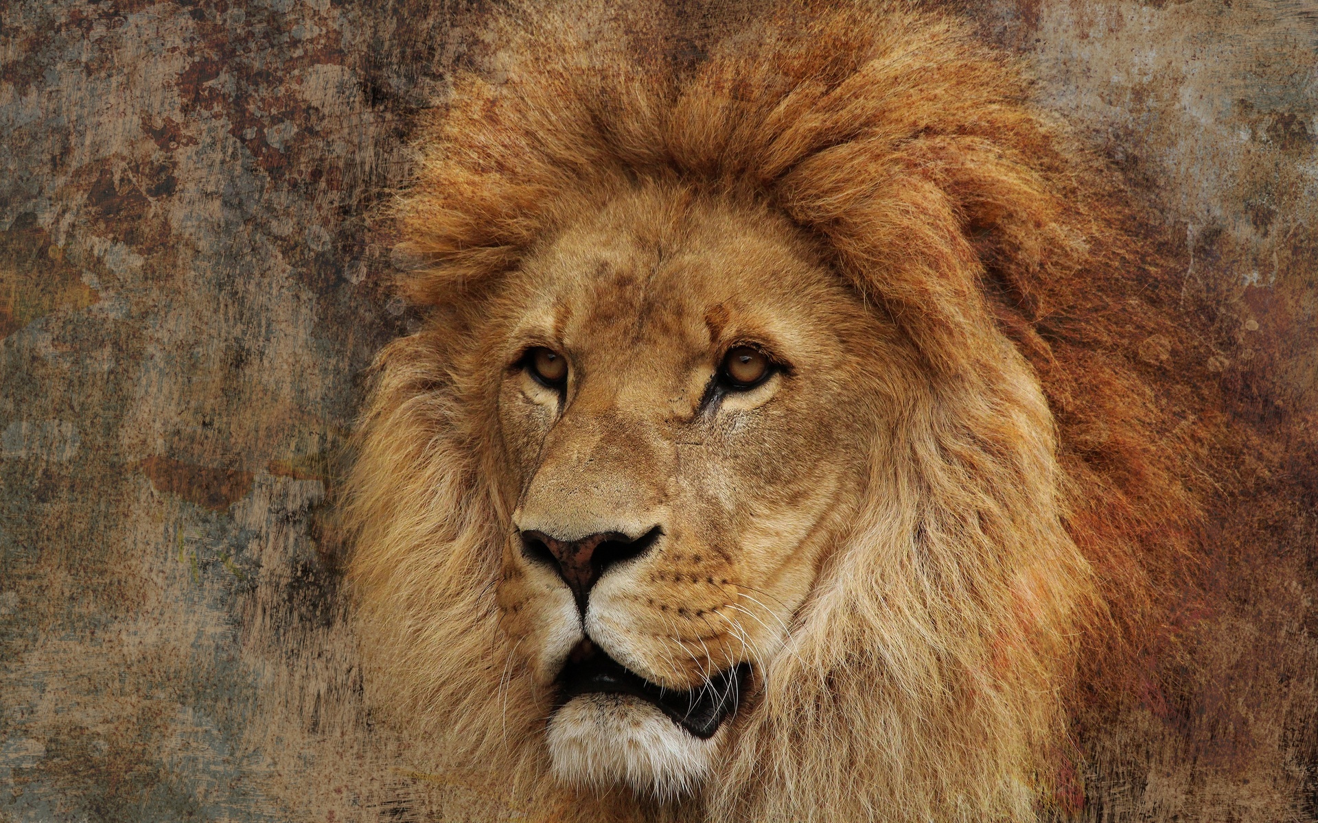 lion, , africa, 