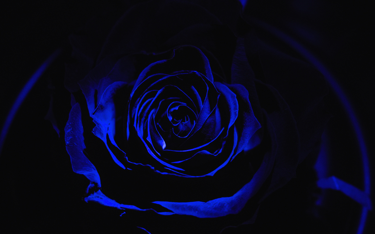 blue, rose, darkness