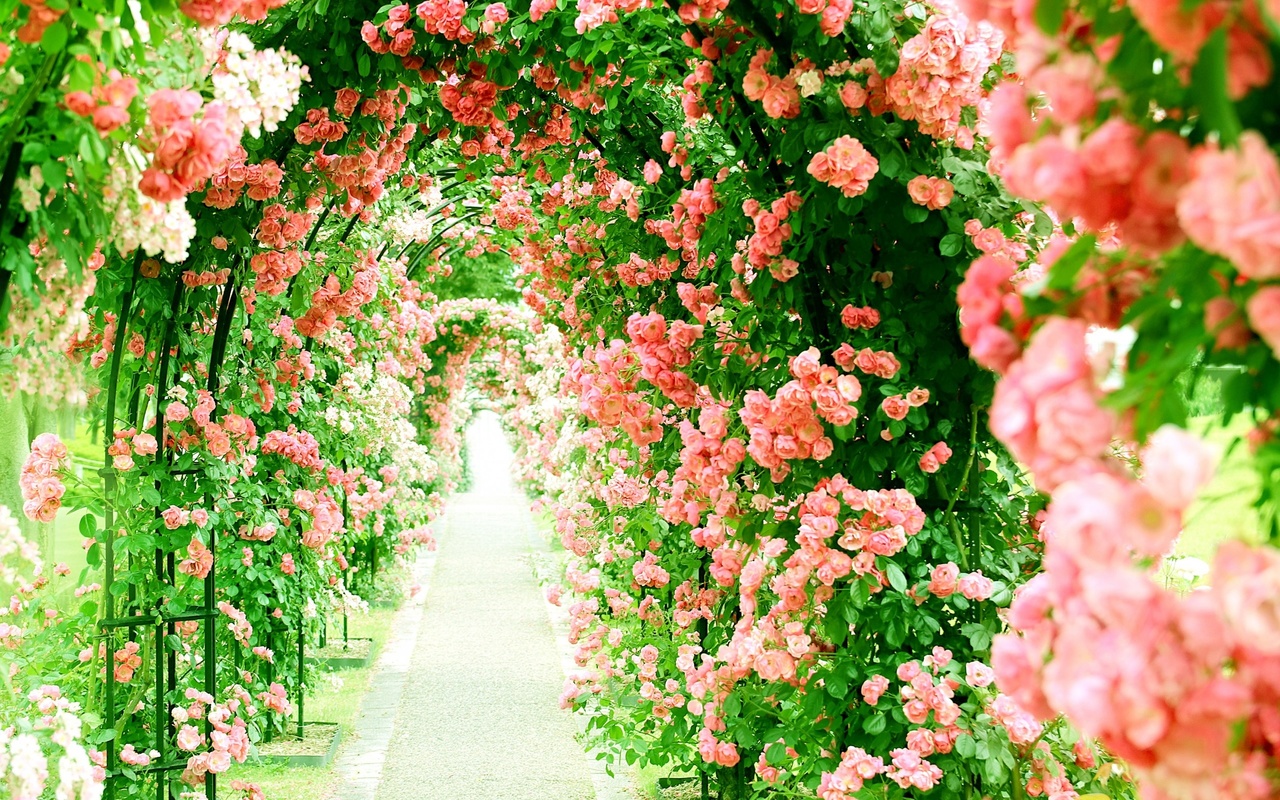 pink, roses, alley, tunnel of roses